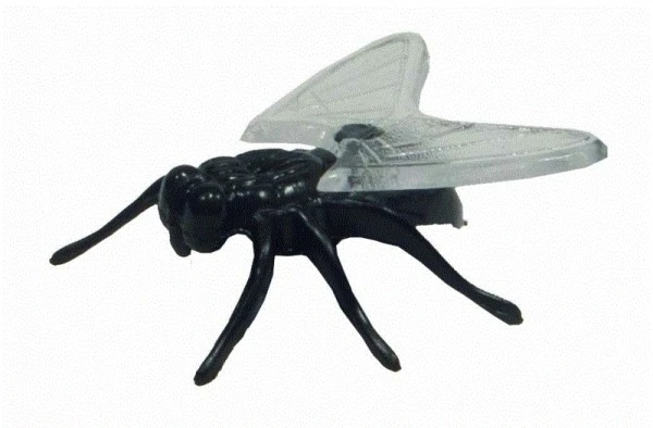 Magneto Magnet-Fliege Magnetisches Krabbeltier 3 Magneto Magnet-Fliege Magnetisches Krabbeltier